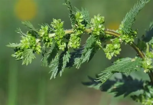 Вид на Urtica urens