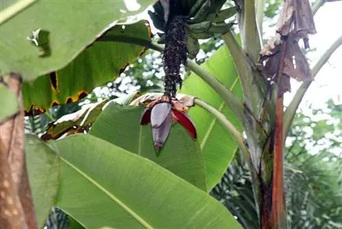 Musa paradisiaca - растение, дающее съедобные плоды.