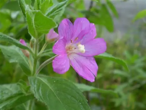 Кипрей (Epilobium parviflorum)