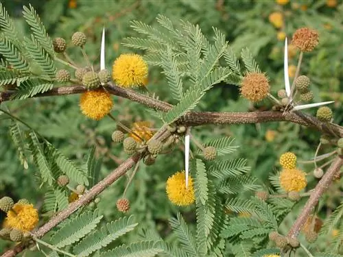 Терновник (Acacia farnesiana)