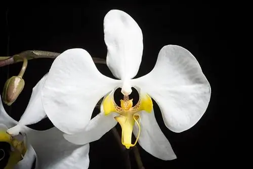 Белая орхидея под названием Phalaenopsis amabilis