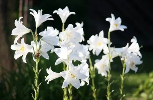 Цветки Lilium candidum белые.