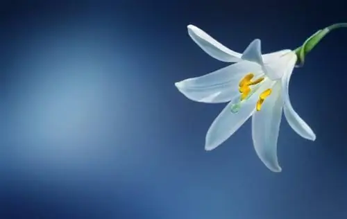 Цветок Lilium candidum белый.