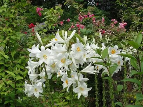 Вид Lilium candidum в цветке