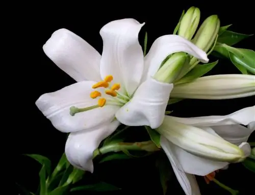 Лилия (Lilium candidum)