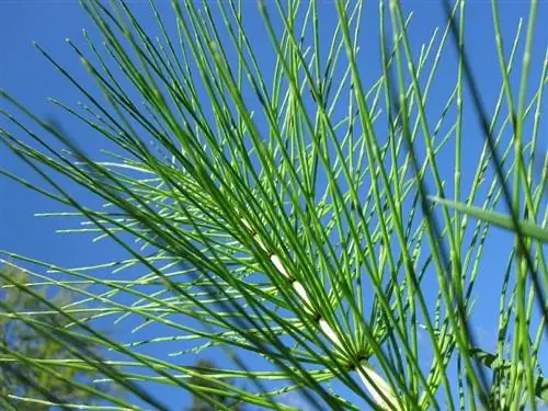 Вид на стебли Equisetum arvense Вид на стебли Equisetum arvense