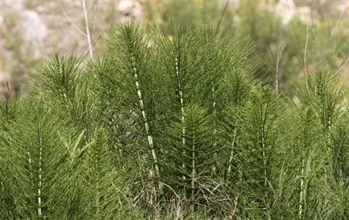 Вид на Equisetum arvense Вид на Equisetum arvense