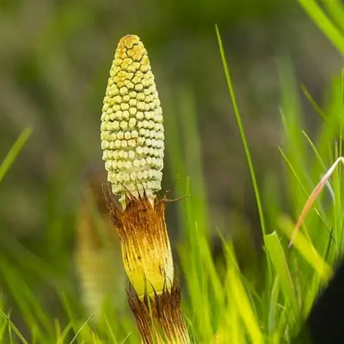 Вид на цветы Equisetum arvense Вид на цветы Equisetum arvense