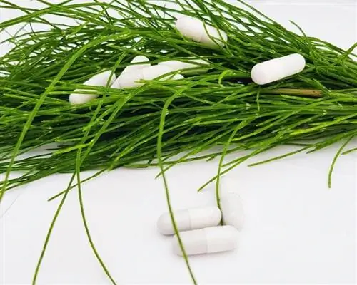 Equisetum arvense - лекарственное растение Equisetum arvense - лекарственное растение