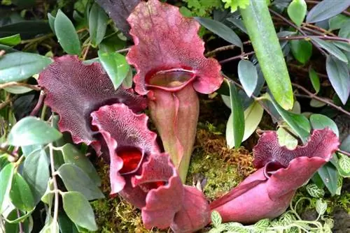 Sarracenia purpurea - быстрорастущее растение.