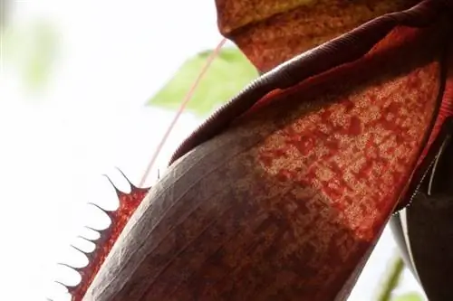 Ловушки Sarracenia purpurea имеют форму кувшина.