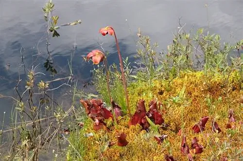 Вид Sarracenia purpurea в среде обитания