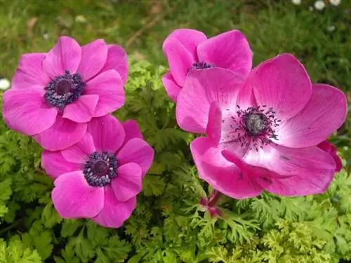 Розовый цветок Anemone coronaria Розовый цветок Anemone coronaria