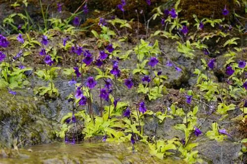 Pinguicula grandiflora - хищник родом из Испании.