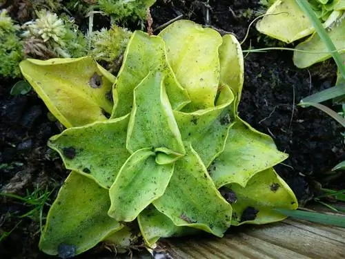 Pinguicula grandiflora - хищник.