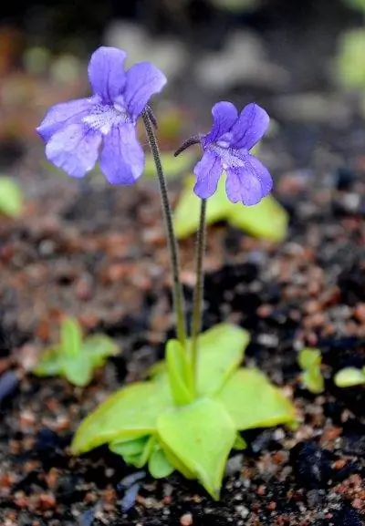 Pinguicula grandiflora - плотоядное растение.