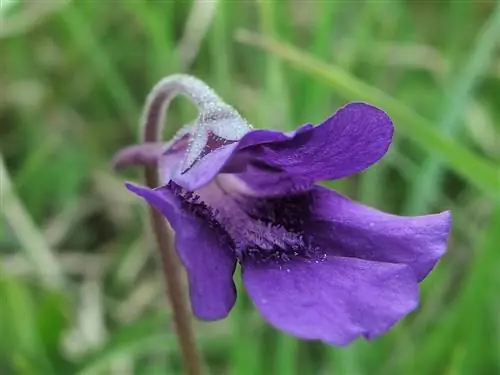 Тирана (Pinguicula grandiflora)