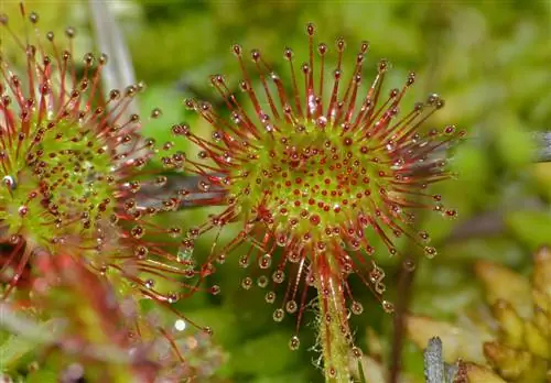 Вид на Drosera rotundifolia Вид на Drosera rotundifolia