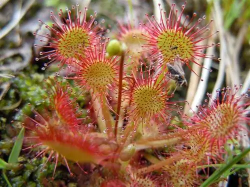 Drosera rotundifolia - плотоядное растение. Drosera rotundifolia - плотоядное растение.
