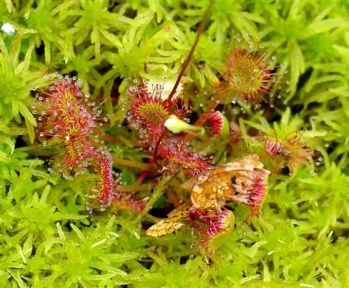 Вид на Drosera rotundifolia Вид на Drosera rotundifolia