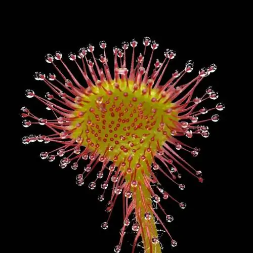 Листья Drosera rotundifolia округлые. Листья Drosera rotundifolia округлые.