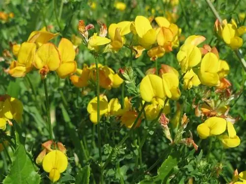 Маленький Рог (Lotus corniculatus)