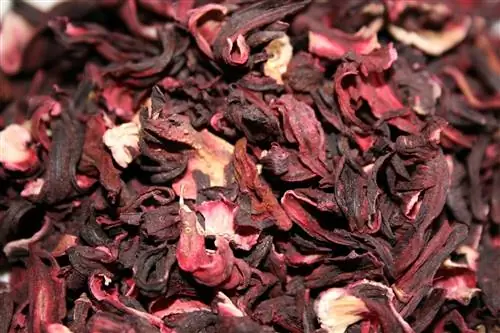 Hibiscus sabdariffa принимают в виде настоя.