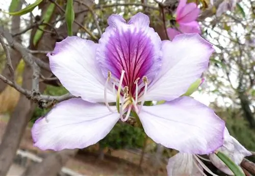 Орхидея (Bauhinia variegata)
