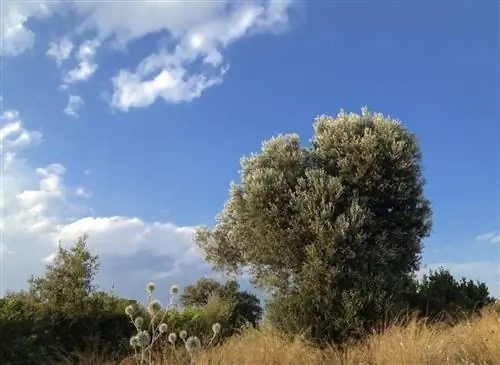 Дикое оливковое дерево представляет собой большой кустарник