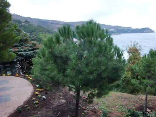 Pinus pinea - это дерево
