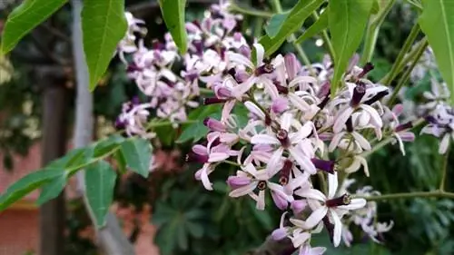 Цветки корицы розовые