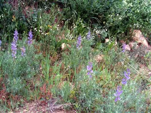 Lupinus angustifolius в среде обитания