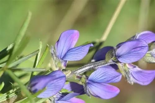 Цветки Lupinus angustifolius голубые.