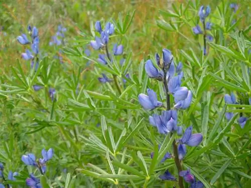 Люпин узколистный (Lupinus angustifolius)