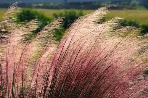 Вид на Muhlenbergia capillaris