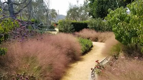 Muhlenbergia capillaris - многолетнее травянистое растение.