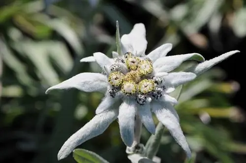 Эдельвейс (Leontopodium alpinum)