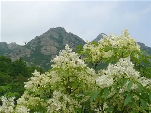 Вид на Fraxinus ornus