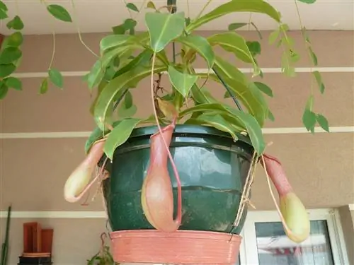 Nepenthes alata выращивают в горшках