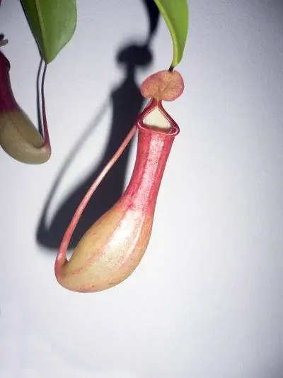 Ловушки Nepenthes alata красноватые.