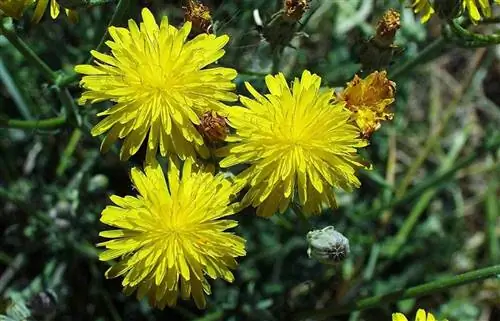 Желтые цветы Crepis vesicaria Желтые цветы Crepis vesicaria