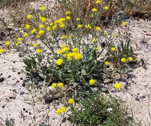 Ложный цикорий (Crepis vesicaria)