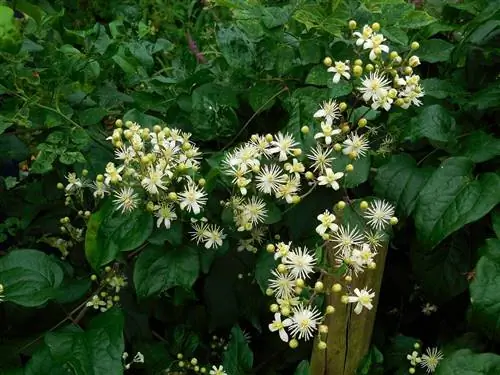 Клематисы (Clematis vitalba)