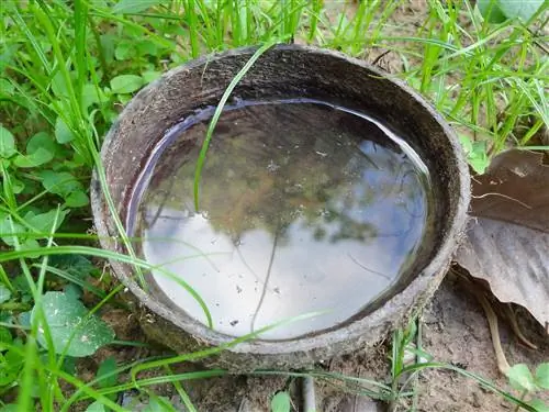 Стоячая вода может вонять