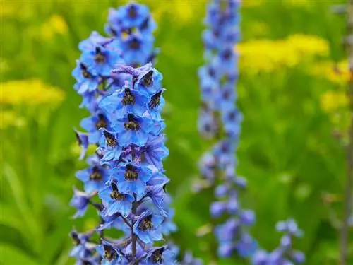 Вид Delphinium elatum в цвету