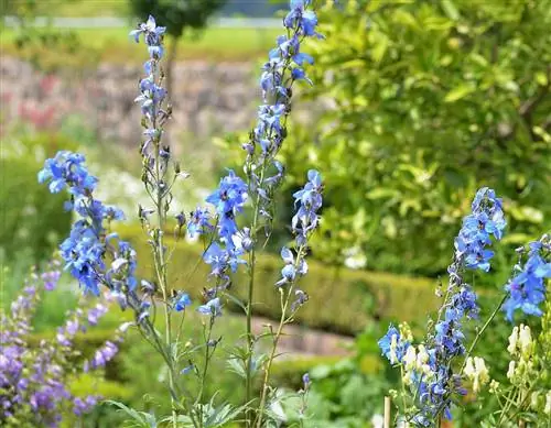 Вид на Delphinium elatum