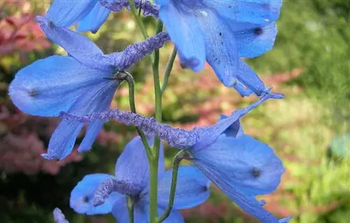 Вид на Delphinium elatum
