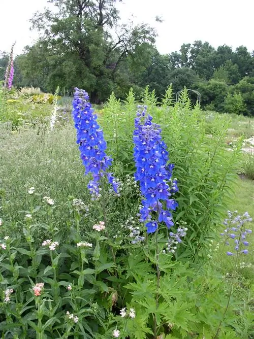 Вид на Delphinium elatum
