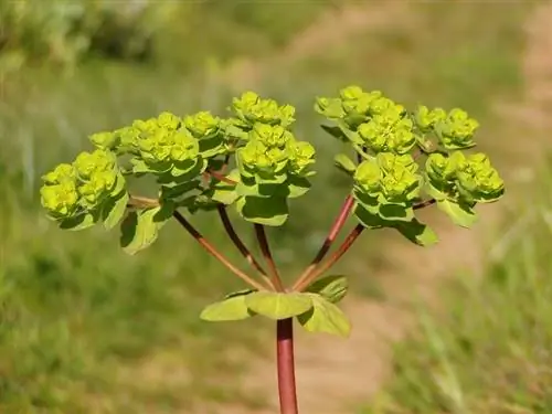 Молочай гелиоскопический