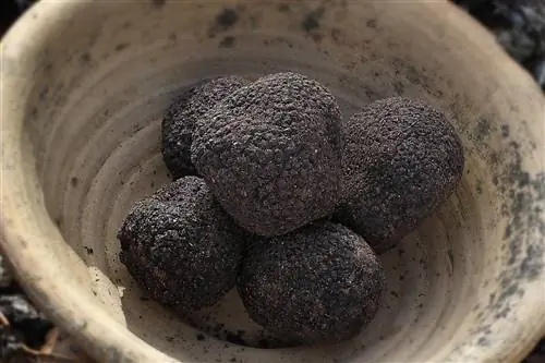 Черный трюфель в глиняной миске